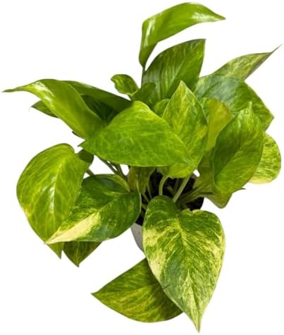 Pothos Live Indoor Plant, 4 inch Pot, Variegated White and Green Leaves - Easy to Care for - Perfect for Indoor and Outdoor Home Decor, Office, and Gift (Neon Queen Pothos) - Image 3