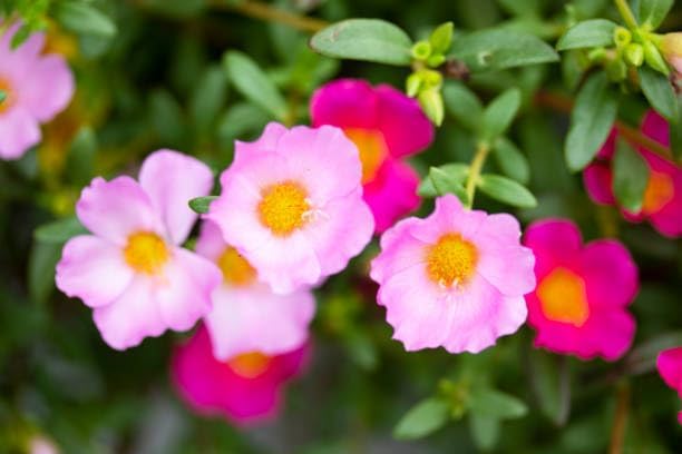 20000+ Moss Rose Seeds for Planting - Annual Flower, Ground Cover Seeds, Portulaca Grandiflora Mix, Vibrant Double Blooms, Heat & Drought Tolerant for Rock Gardens & Containers - Image 6