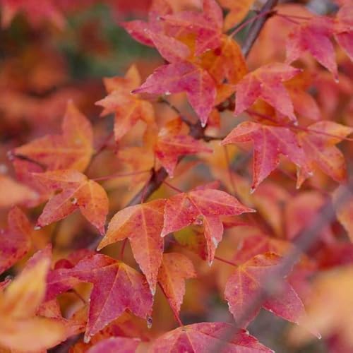 25+ Red Maple Tree Seeds Acer buergerianum Gorgeous Fall Colors Bonsai Plant - Image 4