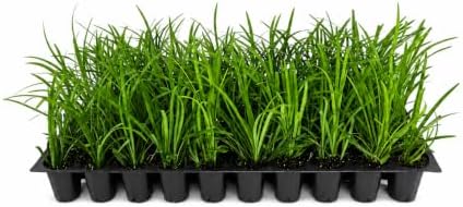 Liriope Big Blue | 3 Live Plants | Liriope muscari | Lavender Blue Flowers | Evergreen Ground Cover for Shade | Landscape Borders for Walkways and Beds by FloridaFoliage