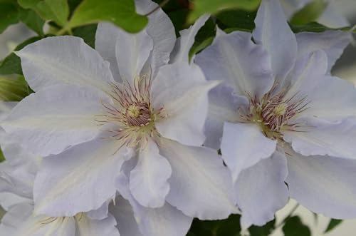 Perennial Farm Clematis Boulevard® Tranquilite™ Hybrid– Live Clematis Vine in 4 Quart Container, Pale Lavender Blooms, Compact Climber, Long Blooming, Ideal for Trellises, Containers & Fences - Image 4