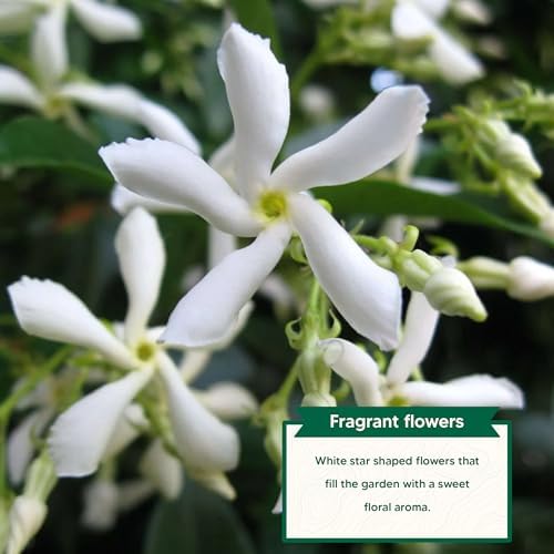 Confederate Jasmine - 1 Gallon - Includes Planting kit (1 Gallon) - Image 3
