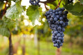 Concord Seedless Grape Vine - 1 Bare Root Live Plant by Unknown