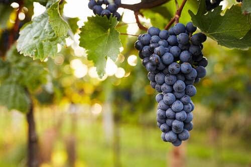 Concord Seedless Grape Vine - 1 Bare Root Live Plant by Unknown