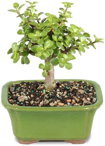 Brussel's Bonsai - Small Jade Live Bonsai Tree, Potted Indoor Plant by BrusselsBonsai