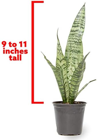 Live Snake Plant, Sansevieria Zeylanica, Indoor House Plant in Pot, Mother in Law Tongue Sansevieria Plant Live, Potted Succulent Plant, Fully Rooted Houseplant in Potting Soil by Plants for Pets - Image 5