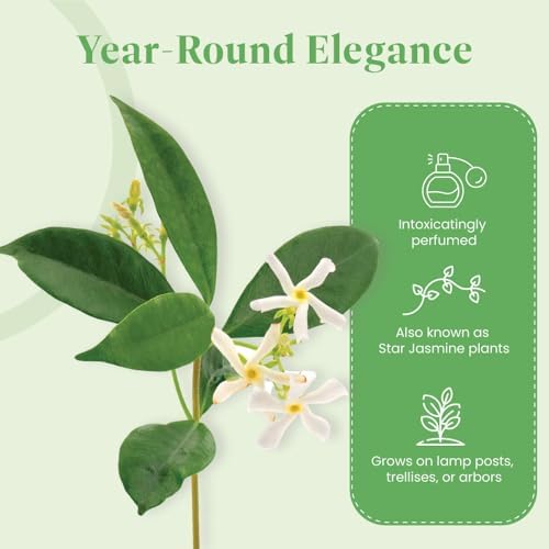 American Plant Exchange Live Confederate Jasmine – 6-Inch Pot – Fragrant Flowering Vine with Glossy Green Leaves, Easy Care Outdoor Plant for Patios, Trellises, Gardens & Landscape Décor - Image 7
