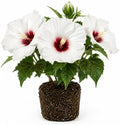 White Hibiscus Flower Live Plant, Large Bloom Shrub, 5-8'' Tall by AKTRD
