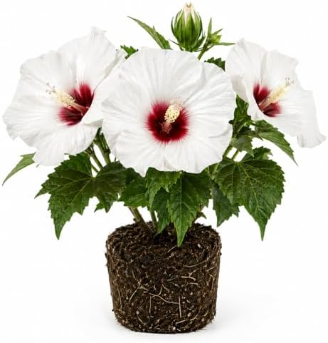 White Hibiscus Flower Live Plant, Large Bloom Shrub, 5-8'' Tall by AKTRD
