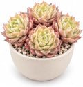 Echeveria 'Ben Badis' 3-3.5 Inch Clustered Bare Root Succulent Plant by Unknown