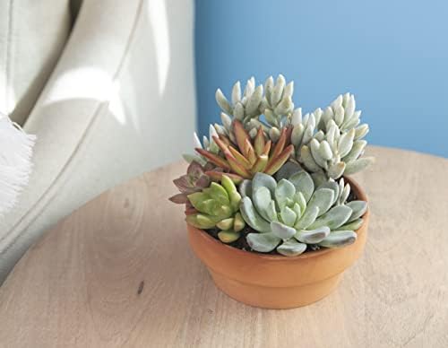 Live Succulents Assortment in Clay Pot, Garden Succulent Planter, Unique Gardening Gifts for Plant Lovers, Live Succulent Plants Live Plants, Live Succulents Plants Live Houseplants by Plants for Pets - Image 6