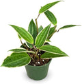 Hoya Macrophylla Variegata Live Plant | Hoya Variegated Starter Plants by NYCitySucculents