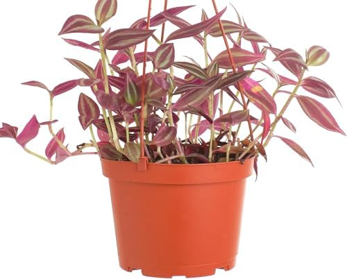 Shop Succulents Tradescantia Zebrina, Hanging Live Indoor Plant, Easy Care Hanging Trailing Houseplant in Nursery Pot, Air Purifying Plant in Soil, Housewarming, Home Décor, Trails 1-2 Feet - Image 4