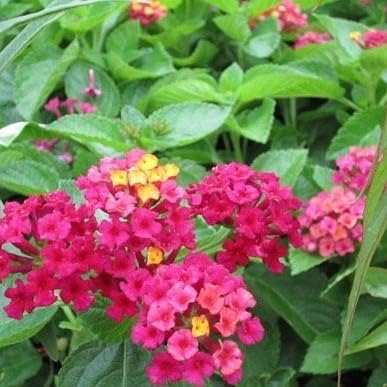 Lantana Plants Live - Carlos Pack of 3 Lantana Live Plants for Planting - 4-6 Inches Tall - Attracts Butterflies, Perfect for Containers, Low Maintenance - Image 2