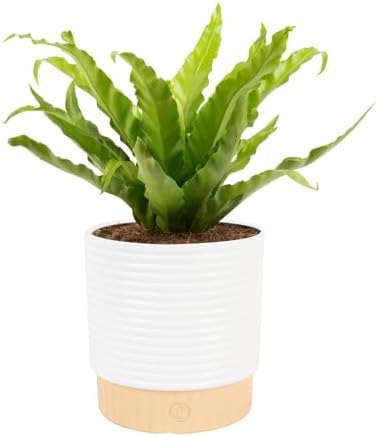 Costa Farms Bird's Nest Fern, Live Indoor Plant, Easy Care, Home Decor by Unknown