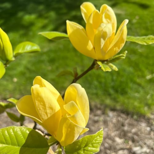 Yellow Magnolia Tree Live Plant, 12-24 Inch Tall, Gallon Pot - Image 2