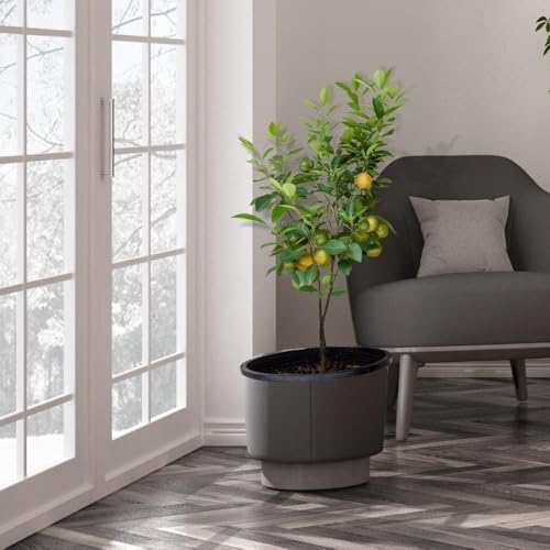 Brighter Blooms Meyer Lemon Tree, 1-2 ft. - Image 3