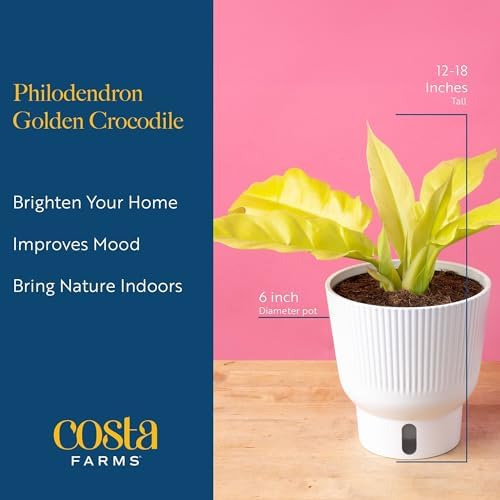 Costa Farms Golden Crocodile Philodendron, Live Indoor Tropical Plant - Image 4