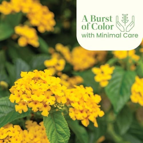 American Plant Exchange Lantana 'Gold' – 6-Inch Pot – Live Flowering Shrub with Bright Yellow Blooms, Heat-Tolerant Outdoor Plant for Gardens, Patios, Containers & Pollinator Landscapes - Image 5