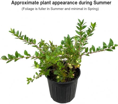 Sapphire Cascade Blueberry Shrub - 10-16" Tall Live Plant - Gallon Pot - Image 3