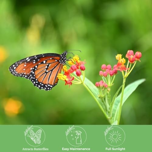 American Plant Exchange Live Milkweed Plant, Host for Monarch Butterflies, Plant Pot for Home and Garden Decor, 6" Pot - Image 5