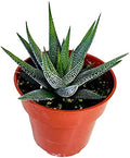 FATPLANTS Succulent Plant(s) Fully Rooted in 4 inch Planter Pots with Soil - Real Succulent Live Potted Succulents/Unique Indoor Cactus Decor (1, Haworthia concolor) by FatPlantsSanDiego