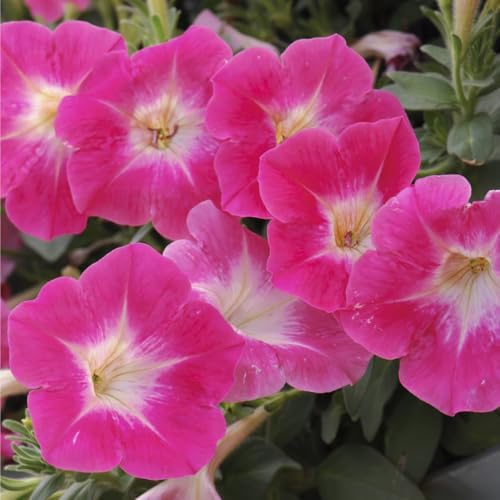 300+ Petunia Seeds for Planting-Wave Petunias Seeds-Mexican Petunia Seed Non-GMO Heirloom for Plant Garden Home - Image 4