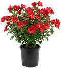 Red Rose of Sharon Plant, Flowering Shrub, 6-10 Inch Tall, Quart Pot by AKTRD