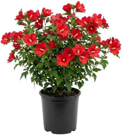 Red Rose of Sharon Plant, Flowering Shrub, 6-10 Inch Tall, Quart Pot by AKTRD