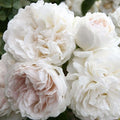 Heirloom Climbing Roses, Live Own Root Plant, Long John Silver by HeirloomRoses
