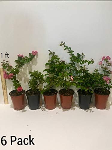 6 Pack - Red Flowering Crape Myrtle Trees - Lagerstroemia - Quart Container - 6-12 Inches Tall - Image 5