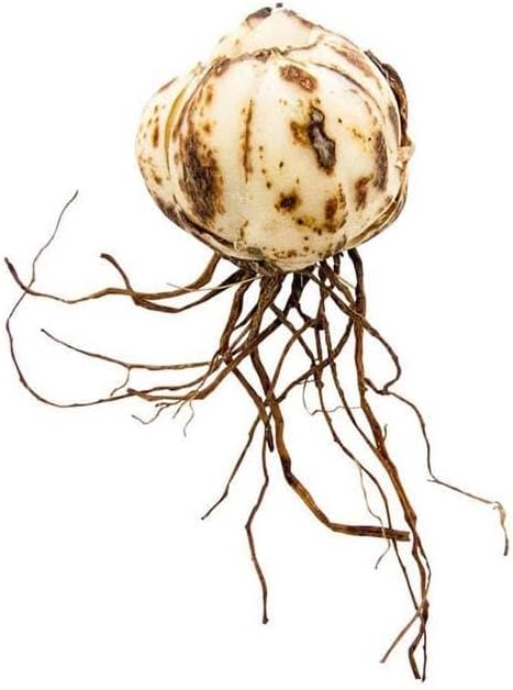 Votaniki Forever Susan Lily Bulbs for Planting - Perennial Long Blooming Lily for Garden Beds, Borders, and Containers | Fast Growing - Low Maninatnace & Easy to Grow (8 Pack) - Image 3