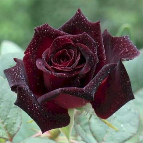 Velvet Red Black Climbing Live Rose Plant, 5-10 Inch Tall - Image 2