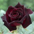 Black Red Velvet Climbing Rose Live Plant, 6 Months Old Starter, Fragrant Purple Climbing Roses for Planting Outdoor, No Pot by GardenNurserySince1996