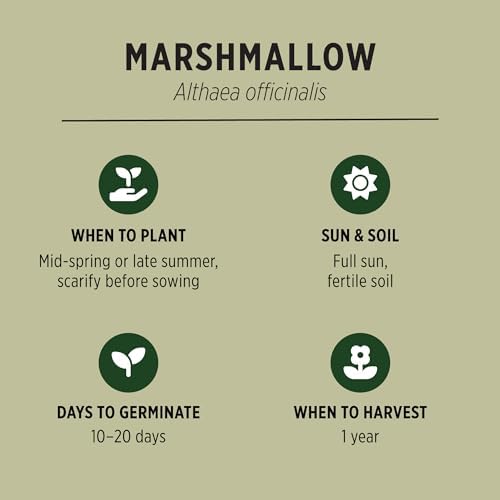 Banyan Botanicals Organic Marshmallow Seeds – Althaea officinalis – Grow Marshmallow Root for Your Home Apothecary or for Marshmallow Root Tea – 50 Count – Open Pollinated Non-GMO Easy-to-Grow - Image 2