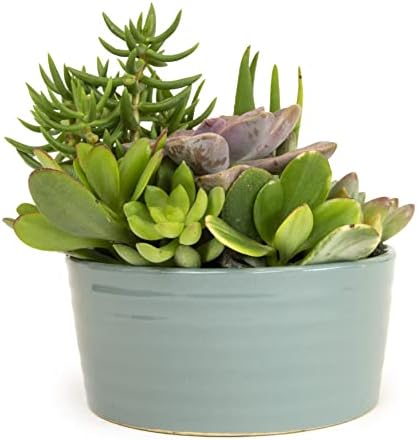 Succulents Plants Live in Garden Succulent Planters, Live Succulent Plants Live Plants in Atlantic Blue Pot, Live Succulents Unique Gardening Gifts for Plant Lovers, Succulent Gifts by Plants for Pets - Image 3