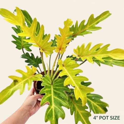 Philodendron Xanadu Golden Live Plant, 4 Inch Rare Variegated Houseplant - Image 2