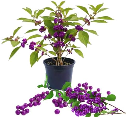American Beautyberry Live Plant, Border Landscape Shrub, 4 Inch Pot by HILROQG