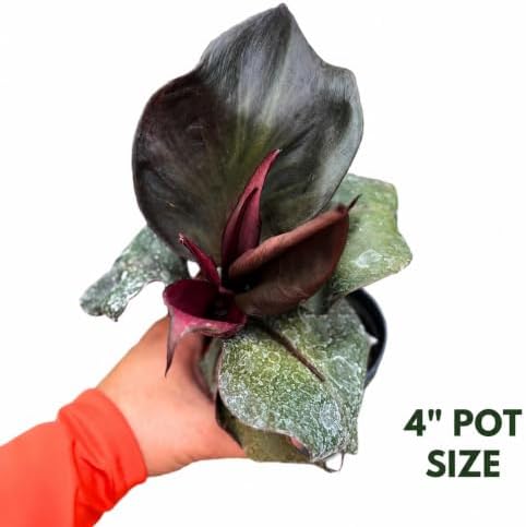 Philodendron Red Heart Live Plant - Fully Rooted Rare Indoor Houseplant - Image 3