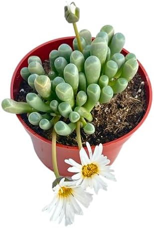 Live Succulent 4" "Baby Toes Fenestraria Rhopalophylla, Succulents Plants Live Fully Rooted House Plant for Home Office Decoration, DIY Projects by The Succulent Cult - Image 3