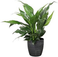 Live Peace Lily Plant, Spathiphyllum, Low Light, Easy to Grow, 4" Pot by ThorsensGreenhouse