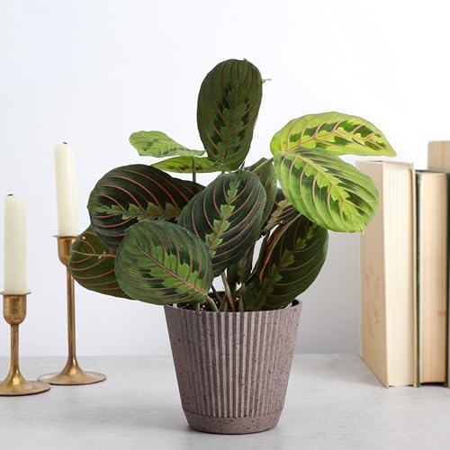 Live Red Prayer Plant, Pet Friendly, Easy to Grow, 4" Diameter Pot - Image 3
