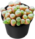 Sprout N Green Baby Toes Succulent, Live Fenestraria rhopalophylla Plant by SproutNGreen