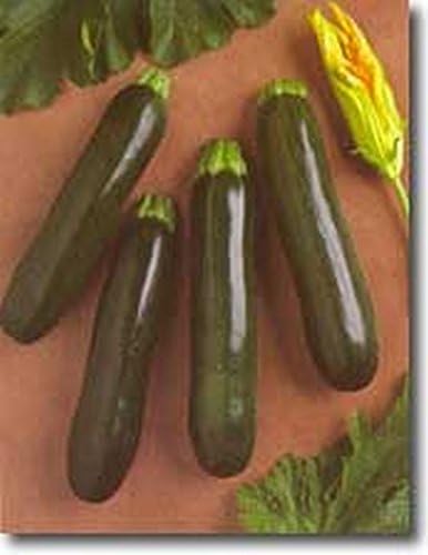 Onyx Zucchini F1 Seeds - Very Prolific A Great Tasting Zucchini(10 - Seeds) - Image 2