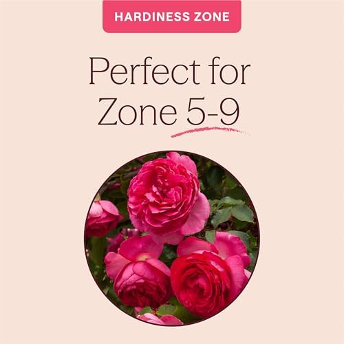 Heirloom Climbing Roses, Live Own Root Plant, Pretty in Pink Eden Climber® - Image 5