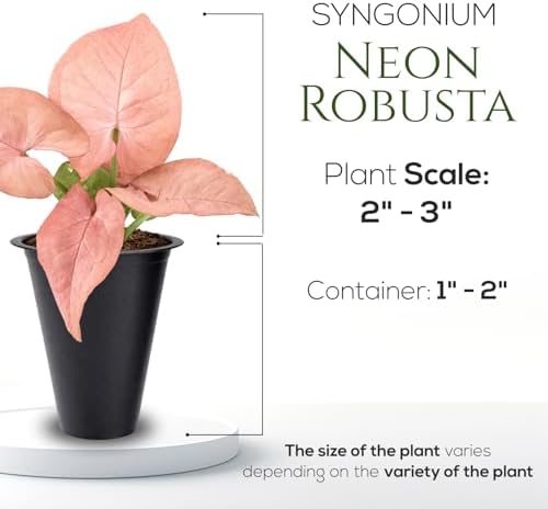Syngonium Neon Robusta Plant (4 Pack) Live Starter Plants, Pink Arrowhead Vine Houseplants, Easy Care Indoor Tropical Plants Live, Colorful Foliage Plants - Image 4