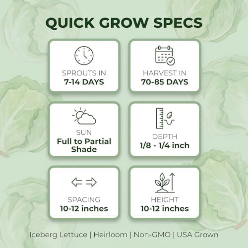 500 Iceberg Lettuce Seeds for planting - Heirloom Non-GMO USA Grown Premium Vegetable Seeds for Planting Home Garden - Crisphead Heading Lettuce Lactuca Sativa by RDR Seeds - Image 5
