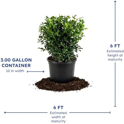 China Girl Holly, Live Evergreen Shrub, 3 Gallon - Image 4