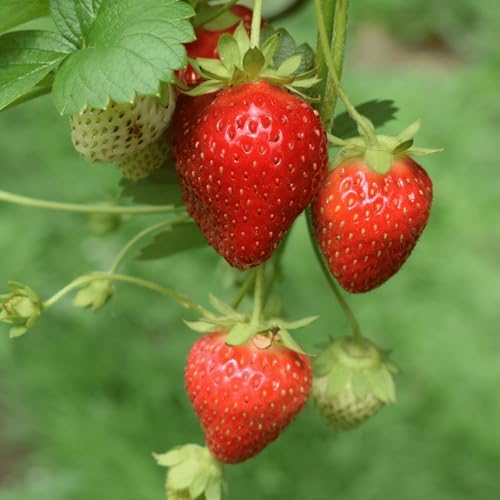 Sparkle June Bearing Bare Root Strawberry Plants - True Heirloom Strawberry Variety! from Hand Picked Nursery (5) by HandPickedNursery