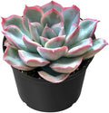 Sprout N Green Echeveria Orion Live Succulent Plant by SproutNGreen